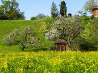 Löwenzahnwiese und blühende Obstbäume bei Hemhofen